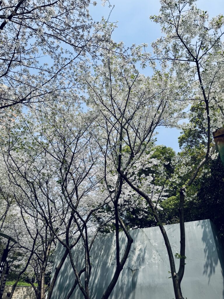 2026.4.4 周六 晴 整体不错 60